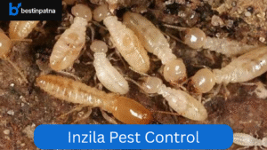 Inzila Pest Control – Expert Termite & Pest Control Service in Patna